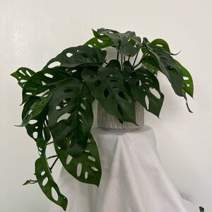 Artificial Faux Monstera Adansonii Swiss Cheese Plant Cascading 4” Pot